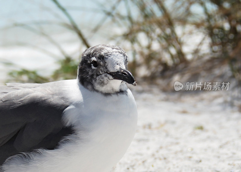 笑鸥或Larus atricilla (Leucophaeus)幼凝视照相机